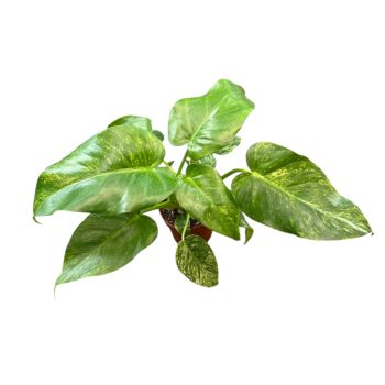 Philodendron giganteum 'Blizzard'