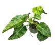 Philodendron giganteum 'Blizzard'