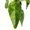 Philodendron giganteum 'Blizzard'