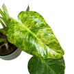 Philodendron giganteum 'Blizzard'