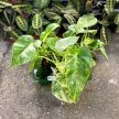 Philodendron giganteum 'Blizzard'