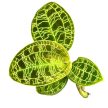 Macodes petola (Ékszerorchidea)