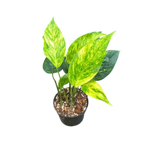 Epipremnum pinnatum 'Aurea' (Inplanted)