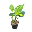 Epipremnum pinnatum 'Goldfinger' (Inplanted)