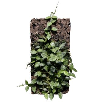 Dischidia hirsuta parafán 20 cm (Inplanted)