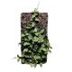 Dischidia hirsuta parafán 20 cm (Inplanted)