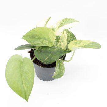 Scindapsus pictus 'Jade Satin Variegata'