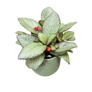 Episcia 'Silver Sheen'