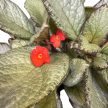 Episcia 'Silver Sheen'