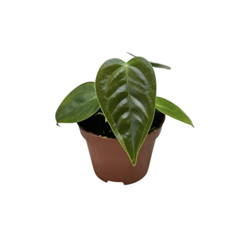 Anthurium veitchii (mini)