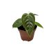 Anthurium veitchii (mini)
