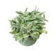 Tradescantia 'Tenderness'