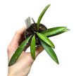 Hoya wayetii (Inplanted)