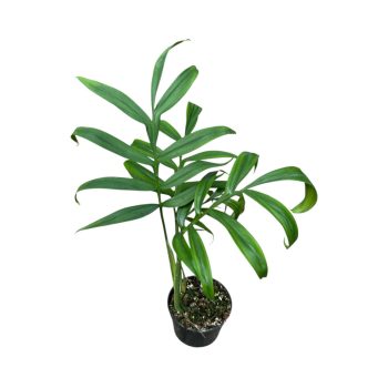 Monstera subpinnata (Inplanted)