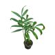 Monstera subpinnata (Inplanted)