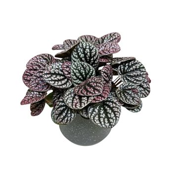 Peperomia caperata 'Lucinda'