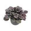 Peperomia caperata 'Lucinda'