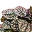 Peperomia caperata 'Lucinda'