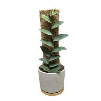 Rhaphidophora latevaginata