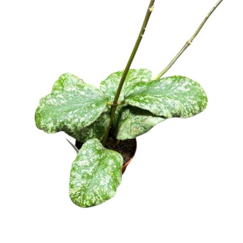 Hoya waymaniae 'Kapuas'