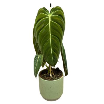 Philodendron melanochrysum (M)