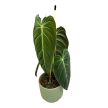 Philodendron melanochrysum (M)