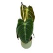 Philodendron melanochrysum (M)