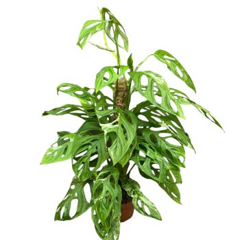 Monstera sp. 'Indonesian Marble'