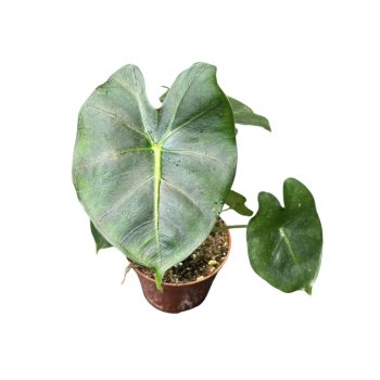 Alocasia micholitziana 'Frydek' (Round Leaf Form)