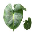 Alocasia micholitziana 'Frydek' (Round Leaf Form)