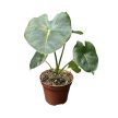 Alocasia micholitziana 'Frydek' (Round Leaf Form)