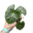 Alocasia micholitziana 'Frydek' (Round Leaf Form)