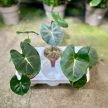 Alocasia micholitziana 'Frydek' (Round Leaf Form)