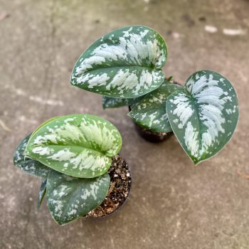   Scindapsus pictus 'Trebie Dark Form' (Grower's Select)