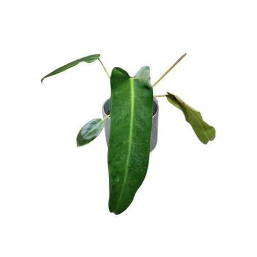 Philodendron spiritus-sancti