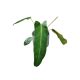 Philodendron spiritus-sancti
