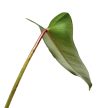 Philodendron spiritus-sancti
