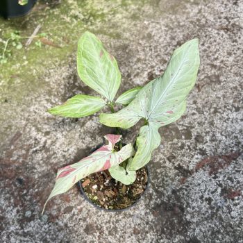   Syngonium podophyllum 'Strawberry Milk' (Grower's Select)