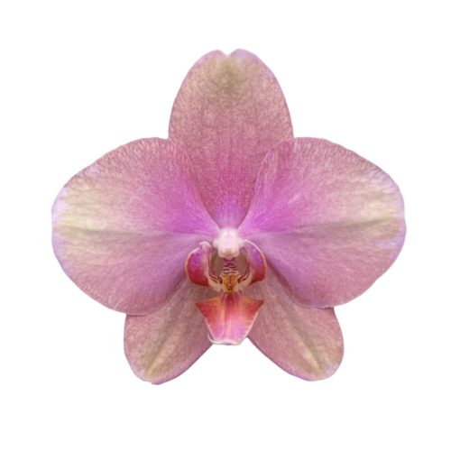 Phalaenopsis 'Baby Dynamite' - lepkeorchidea