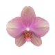 Phalaenopsis 'Baby Dynamite' - lepkeorchidea