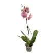Phalaenopsis 'Baby Dynamite' - lepkeorchidea