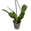 Phalaenopsis 'Baby Dynamite' - lepkeorchidea