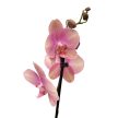 Phalaenopsis 'Baby Dynamite' - lepkeorchidea