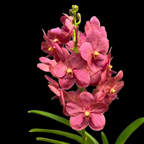 Vanda ‘Red Magic' (virágzóképes)