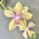 Phalaenopsis 'Artisto Crafts' (virágzóképes)