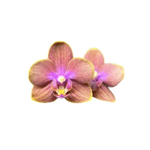 Phalaenopsis ‘Dusty Belle’ ILLATOS (virágzóképes)