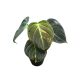 Philodendron melanochrysum 'Variegata' (Inplanted)