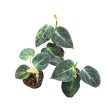 Philodendron melanochrysum 'Variegata' (Inplanted) A2
