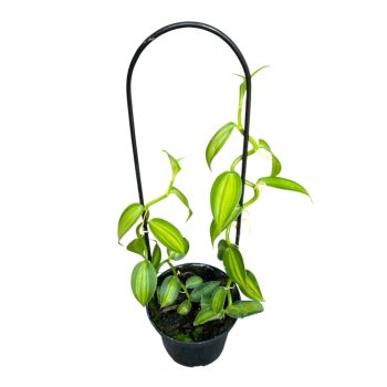 Vanilla planifolia 'Aurea'