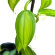 Vanilla planifolia 'Aurea'